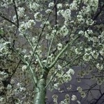 高津宮夜桜　1